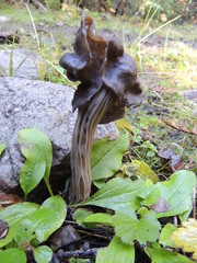 Helvella vespertina