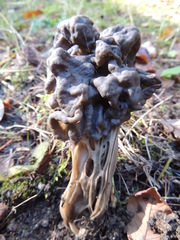 Helvella vespertina