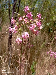 Alstroemeria revoluta