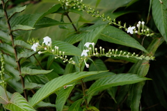 Gonzalagunia hirsuta