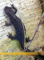 Ichthyosaura alpestris