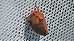 Iassus lanio