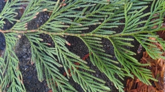 Thuja plicata