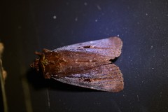 Austramathes purpurea