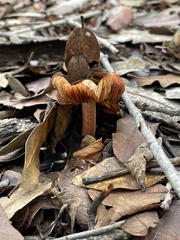 Inocybe roseifolia