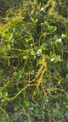 Cassytha filiformis