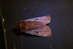 Austramathes purpurea