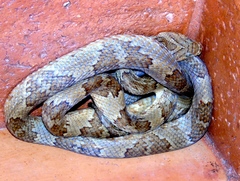 Trimorphodon paucimaculatus