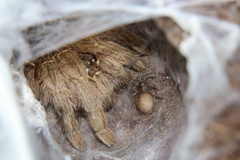 Harpactirinae