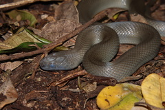 Lycodonomorphus inornatus