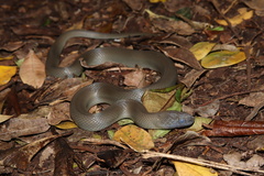 Lycodonomorphus inornatus