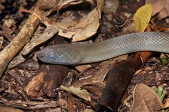 Lycodonomorphus inornatus