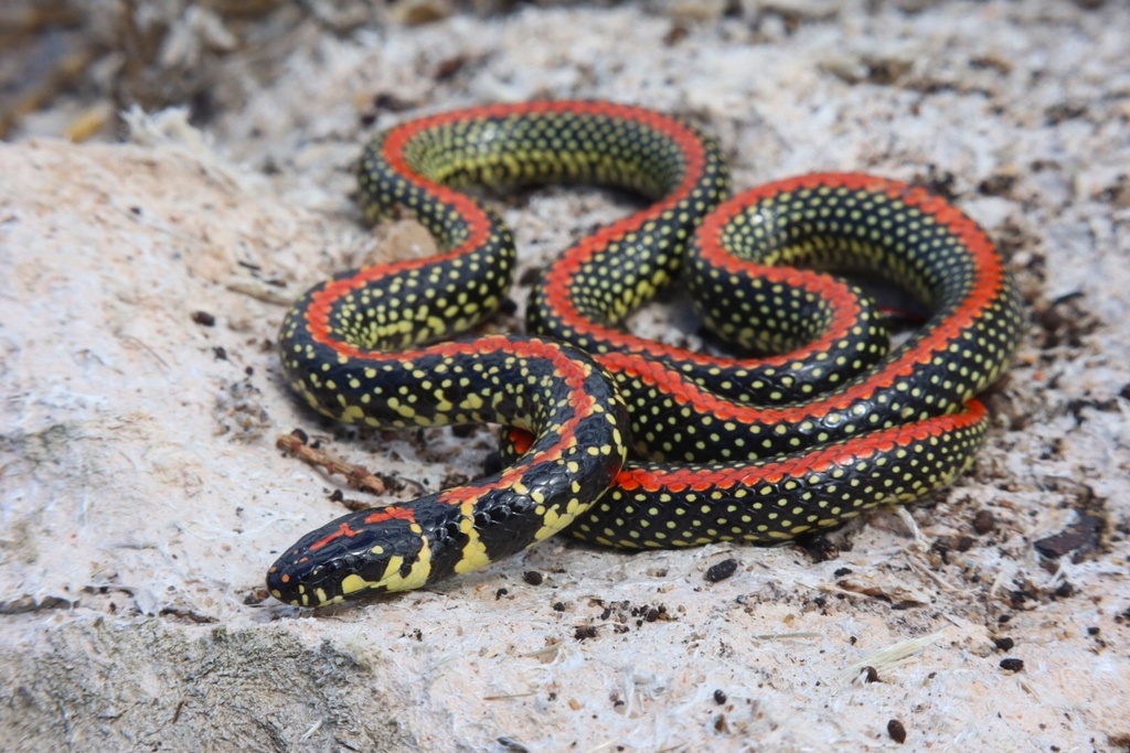 Spotted Harlequin Snake