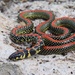 Spotted Harlequin Snake - Photo (c) Jacob Dirsuwei, some rights reserved (CC BY-NC), uploaded by Jacob Dirsuwei