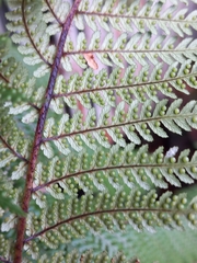 Dicksonia squarrosa