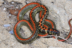 Homoroselaps lacteus