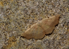 Eilicrinia trinotata