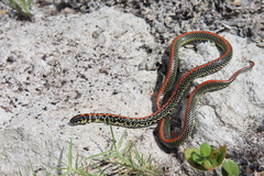 Homoroselaps lacteus