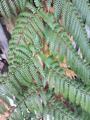 Dicksonia squarrosa