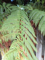 Dicksonia squarrosa