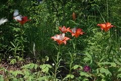 Lilium pensylvanicum