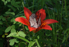 Lilium pensylvanicum
