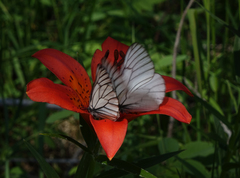 Lilium pensylvanicum