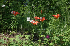 Lilium pensylvanicum