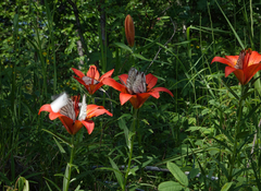 Lilium pensylvanicum