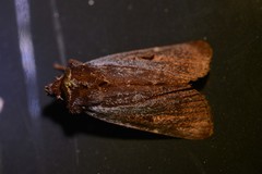 Austramathes purpurea