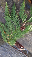 Thuja plicata