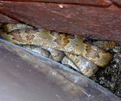 Trimorphodon paucimaculatus