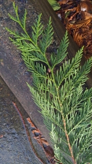 Thuja plicata