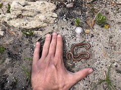 Homoroselaps lacteus