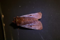 Austramathes purpurea