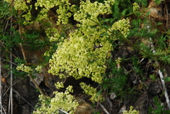 Galium × pomeranicum
