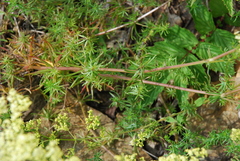 Galium × pomeranicum