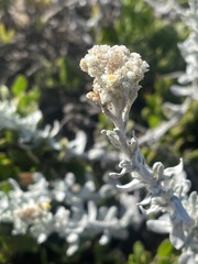 Helichrysum crispum