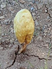 Podaxis