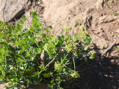 Lomatium californicum