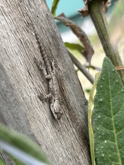 Sceloporus grammicus