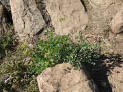 Lomatium californicum