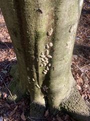 Lymantria dispar