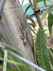 Sceloporus grammicus