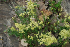 Galium × pomeranicum