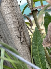 Sceloporus grammicus