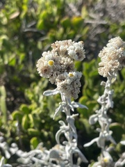 Helichrysum crispum