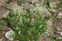 Galium × pomeranicum