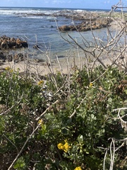 Senecio halimifolius