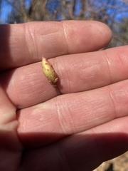 Rhododendron viscosum